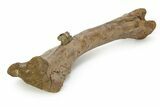 Fossil Lambeosaurus Humerus w/ Ceratopsian Tooth - Montana #350849-7